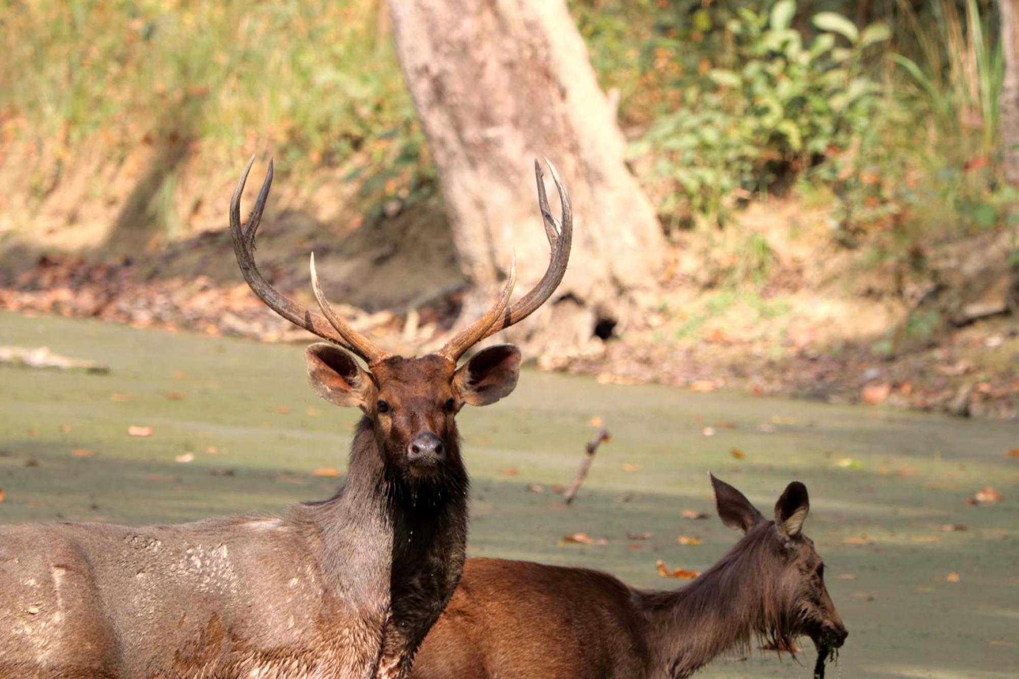 Mr. B'S Place Bardiya ภายนอก รูปภาพ