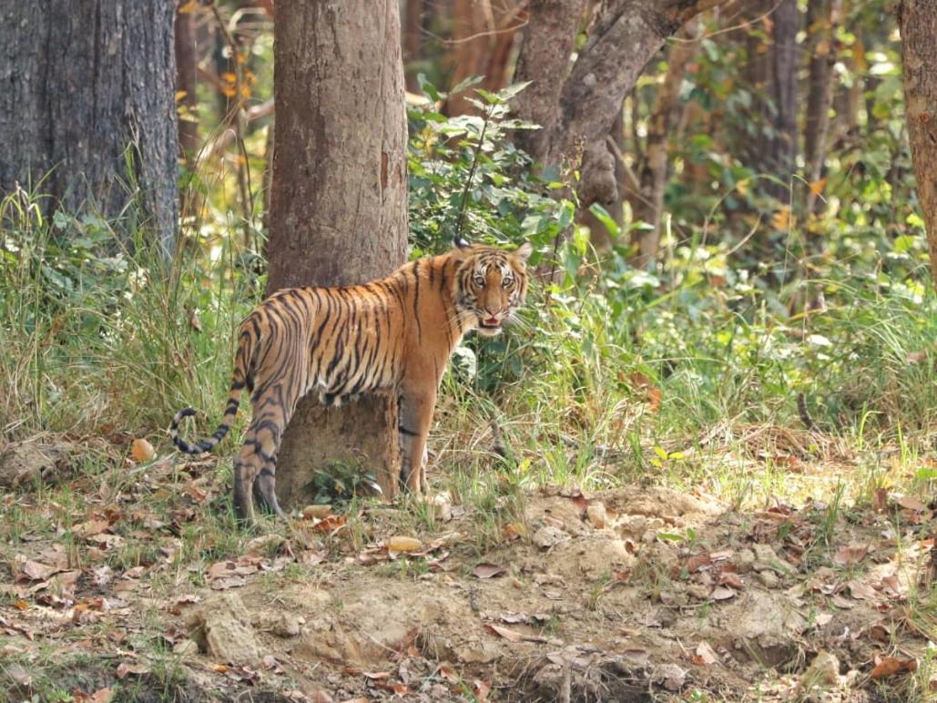 Mr. B'S Place Bardiya ภายนอก รูปภาพ